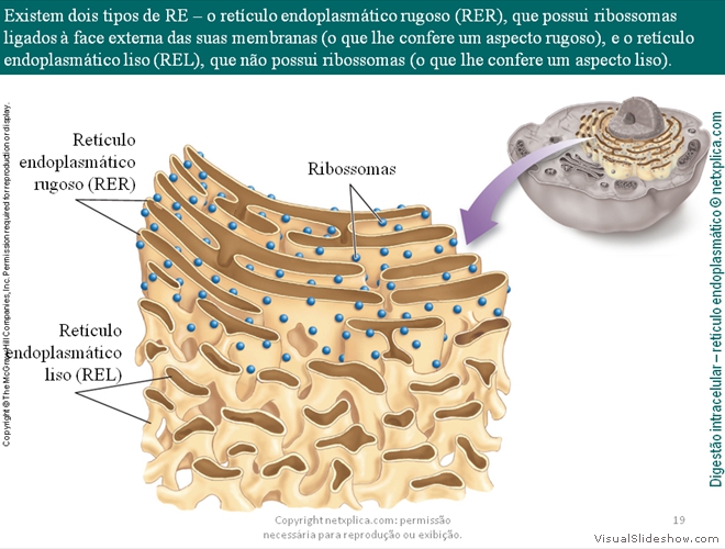 Diapositivo19