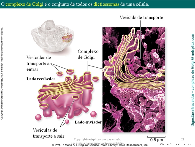 Diapositivo21