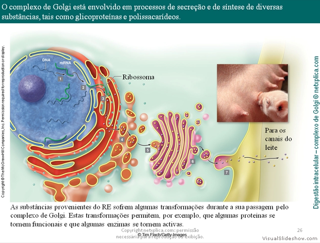 Diapositivo26