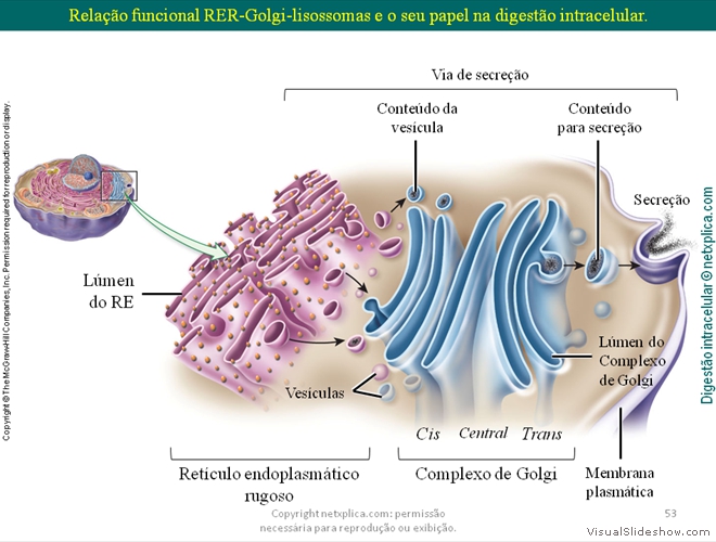 Diapositivo53