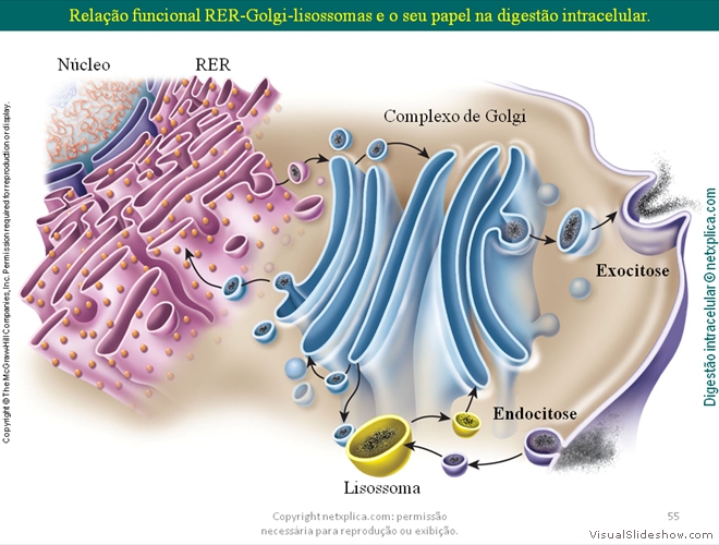 Diapositivo55