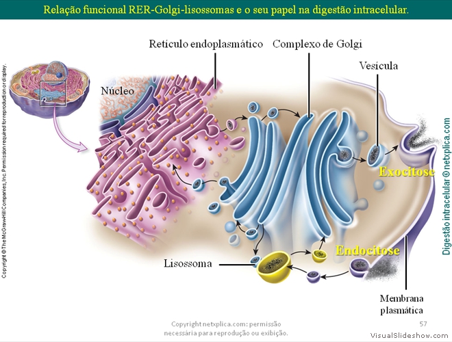 Diapositivo57