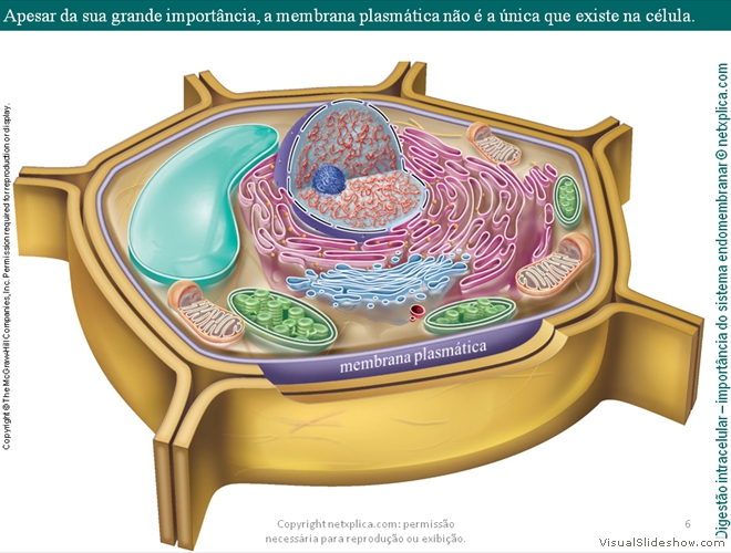 Diapositivo6