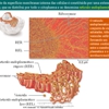Diapositivo18