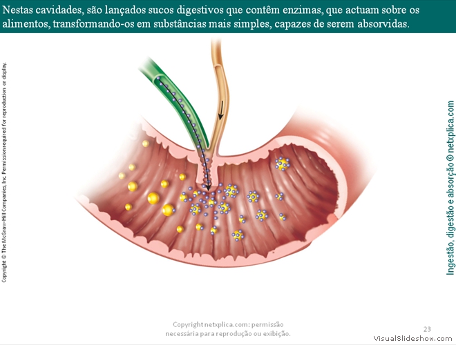 Diapositivo23