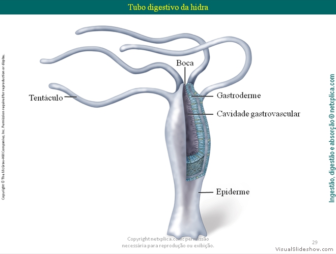 Diapositivo29