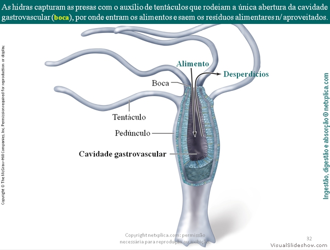 Diapositivo32