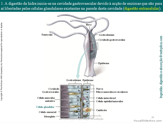 Diapositivo35