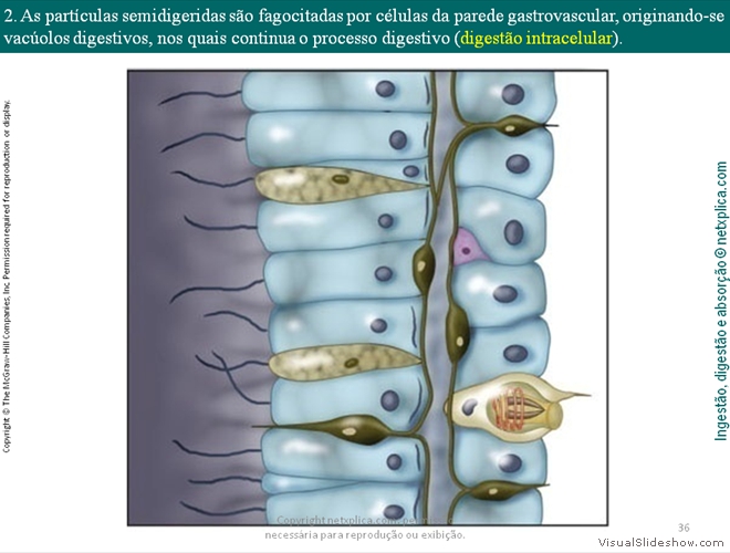 Diapositivo36