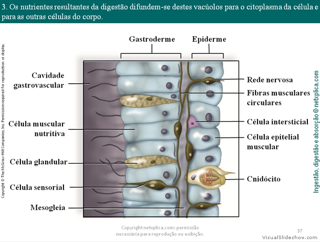 Diapositivo37