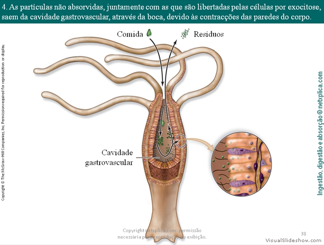 Diapositivo38