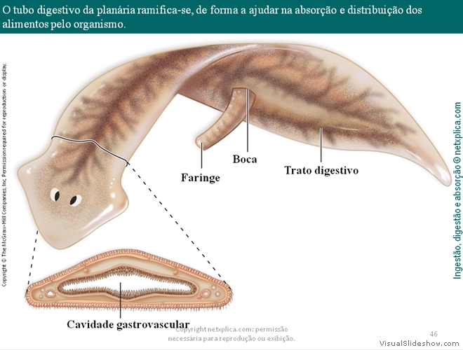 Diapositivo46