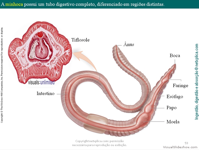 Diapositivo59