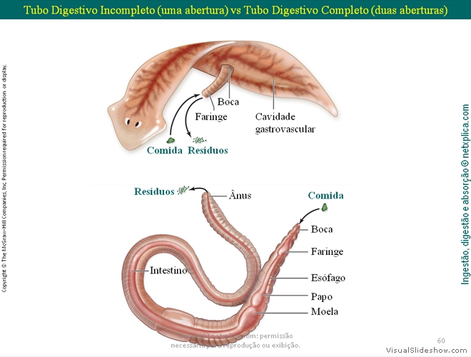 Diapositivo60