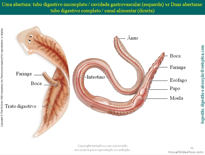 Diapositivo61