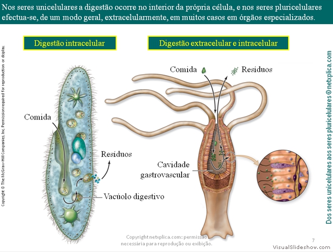 Diapositivo7