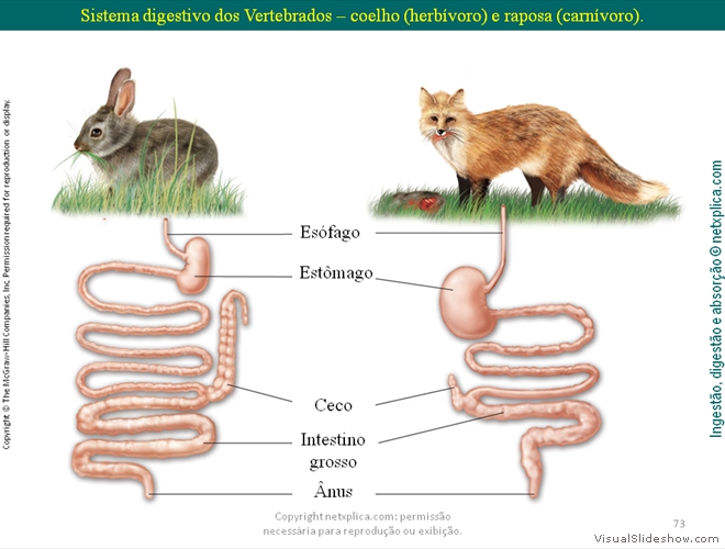 Diapositivo73