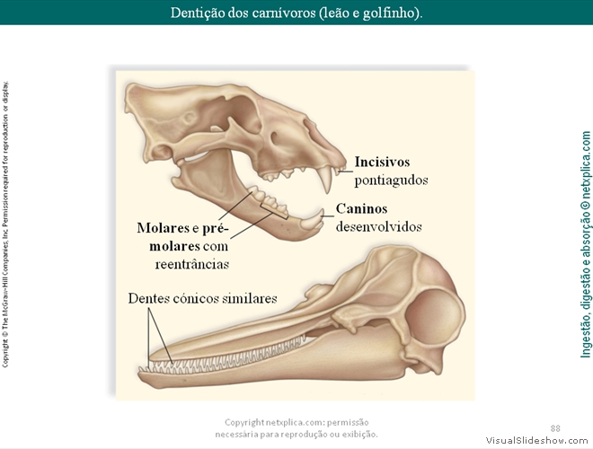 Diapositivo88