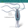 Diapositivo32