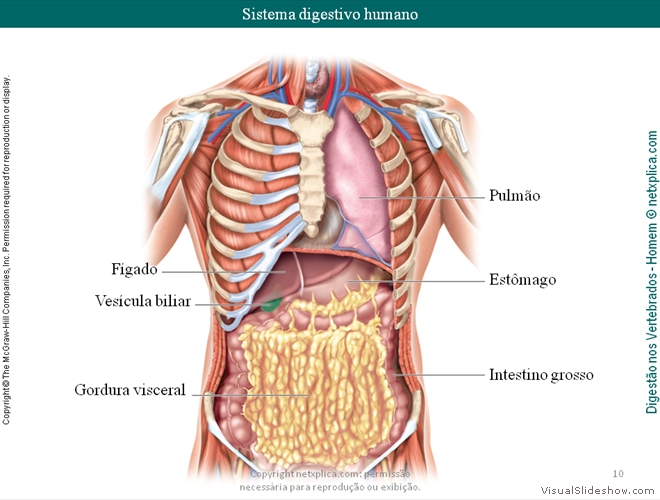 Diapositivo10