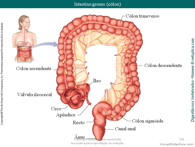 Diapositivo101