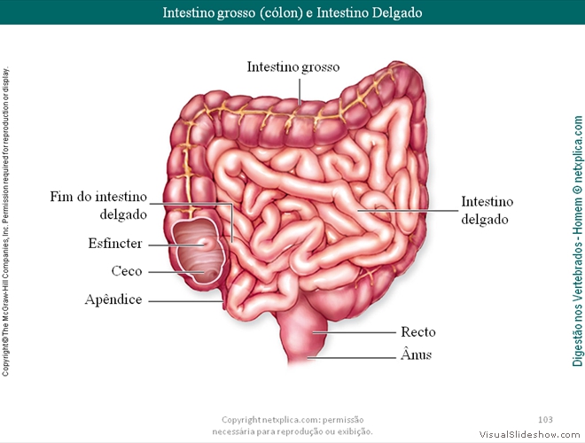 Diapositivo103