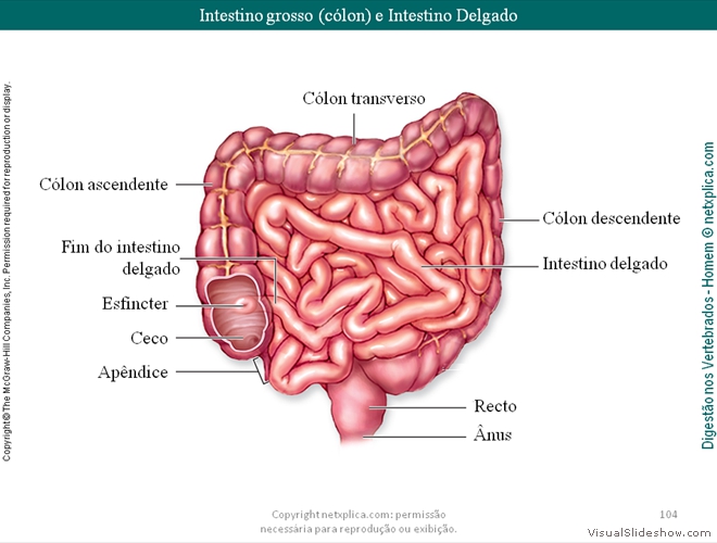 Diapositivo104