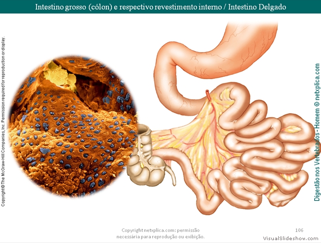 Diapositivo106