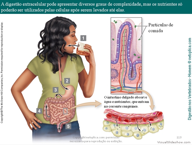 Diapositivo113