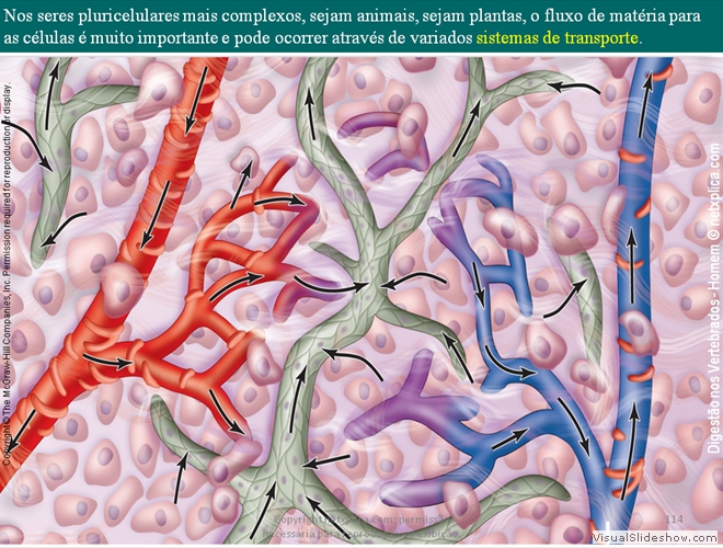 Diapositivo114