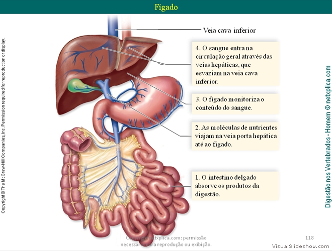 Diapositivo118