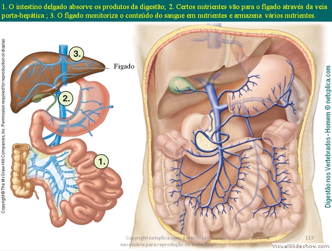 Diapositivo119