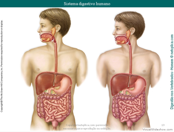 Diapositivo13