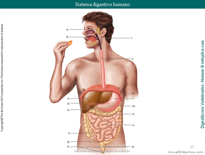 Diapositivo15