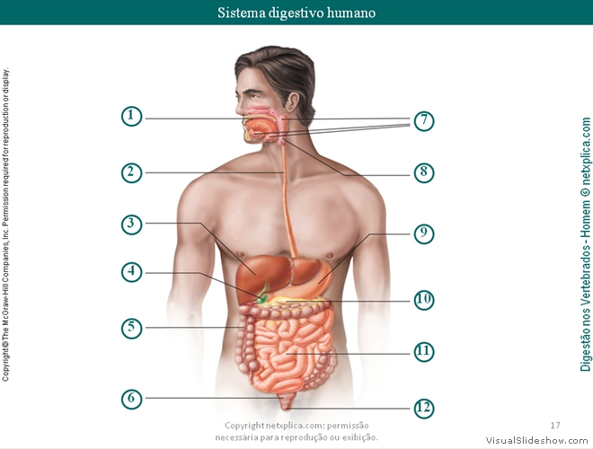 Diapositivo17