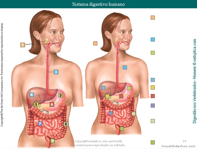 Diapositivo19