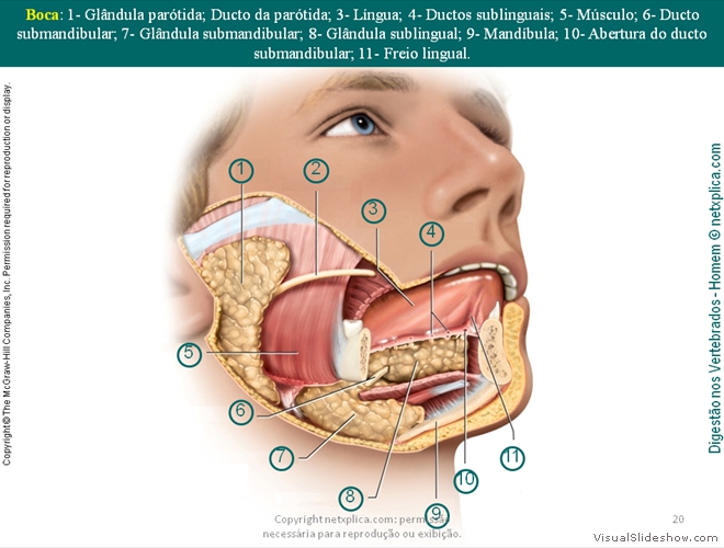 Diapositivo20