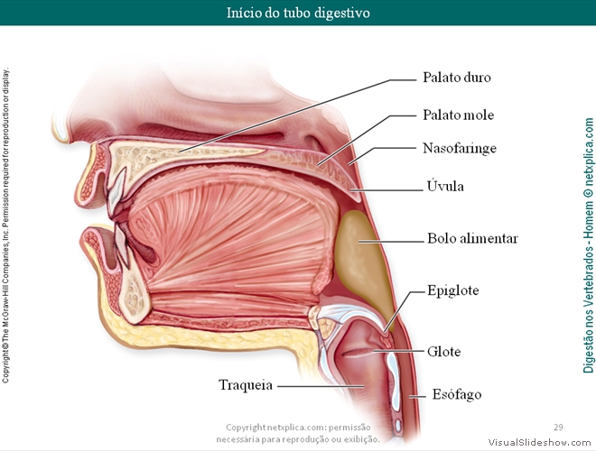 Diapositivo29