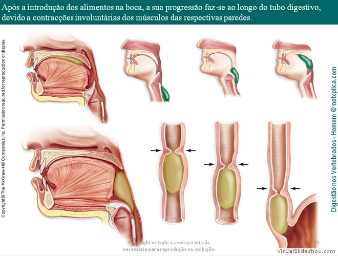 Diapositivo30