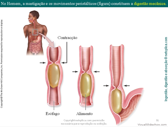 Diapositivo31