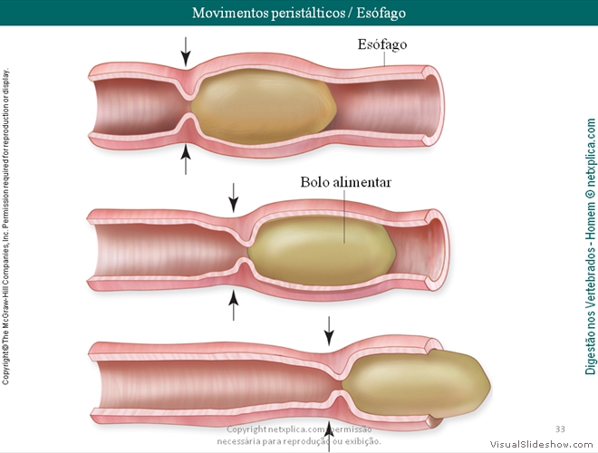 Diapositivo33