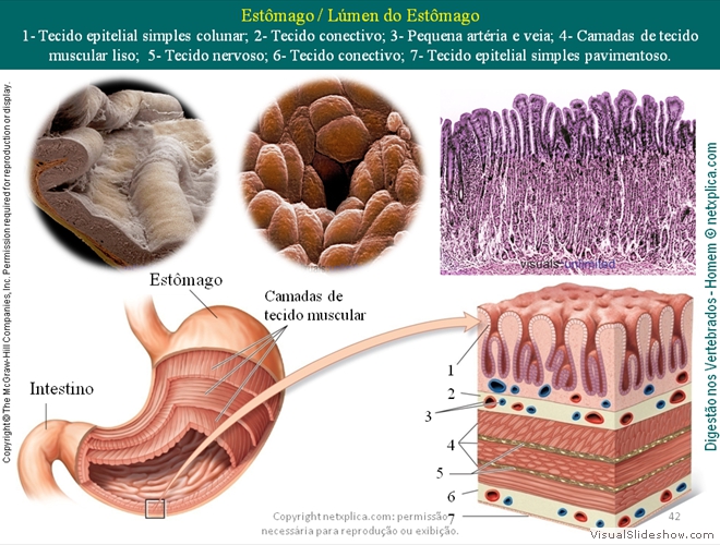 Diapositivo42