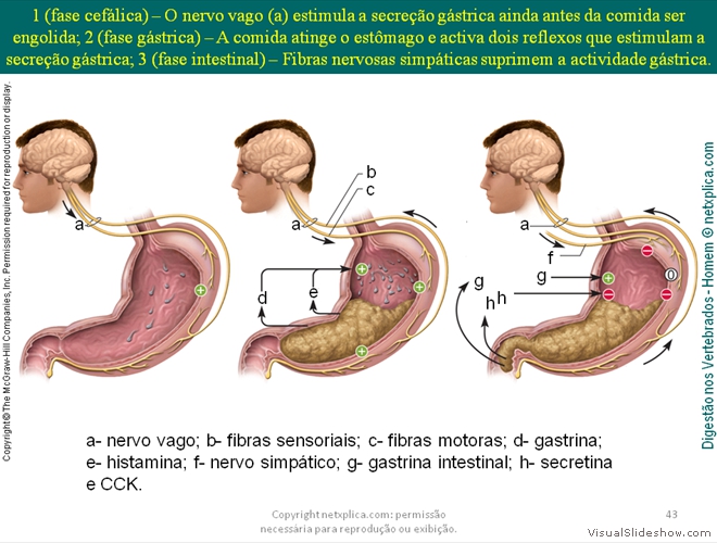 Diapositivo43