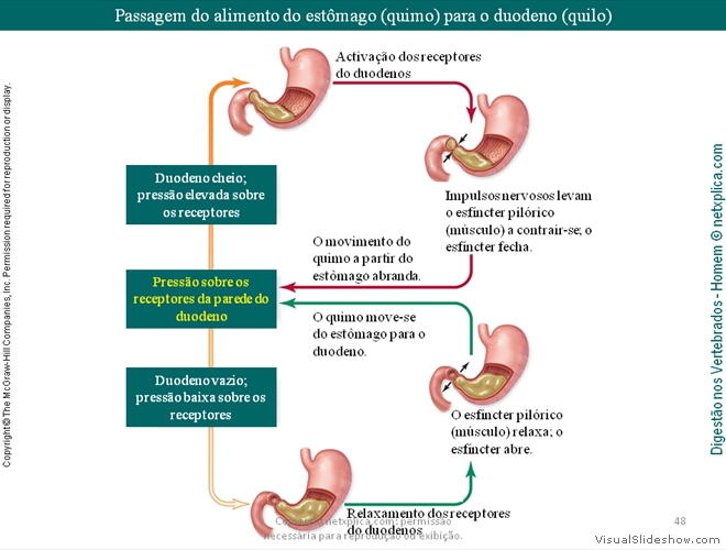 Diapositivo48