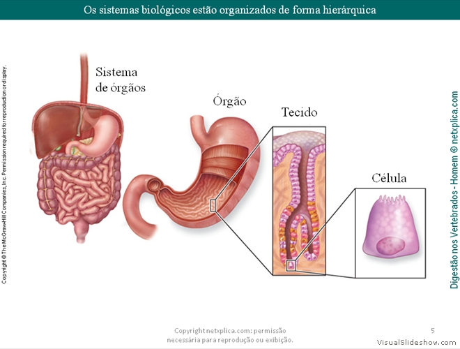 Diapositivo5