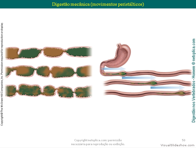 Diapositivo50