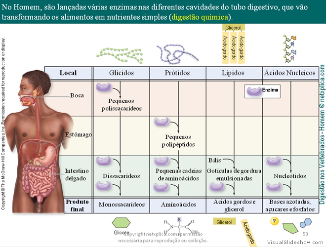 Diapositivo53