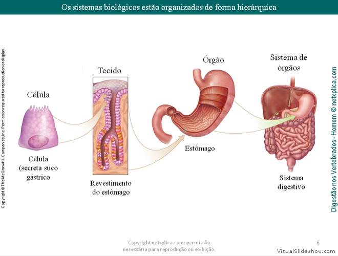 Diapositivo6