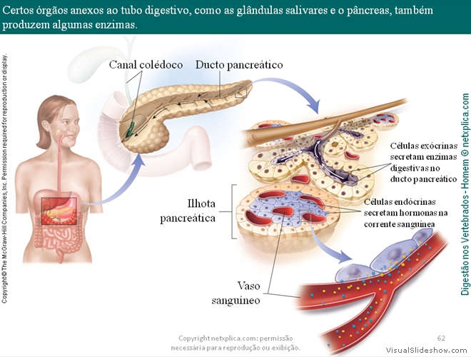 Diapositivo62