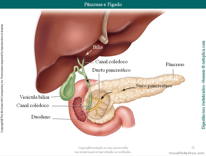 Diapositivo71